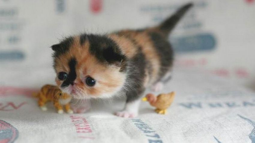 Самые маленькие породы кошек в мире!